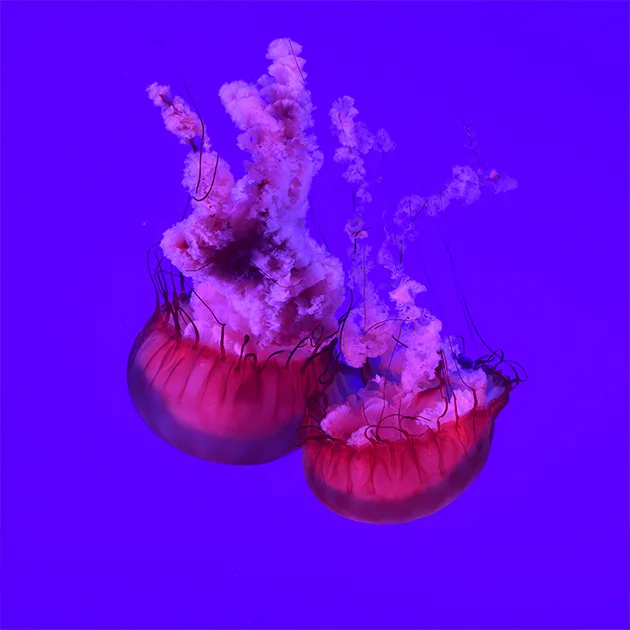 mk体育